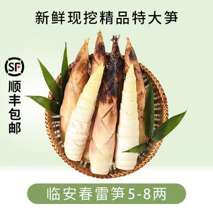 临安春笋新鲜现挖冬笋嫩芽竹笋子浙江天目山雷笋野生农家鲜笋