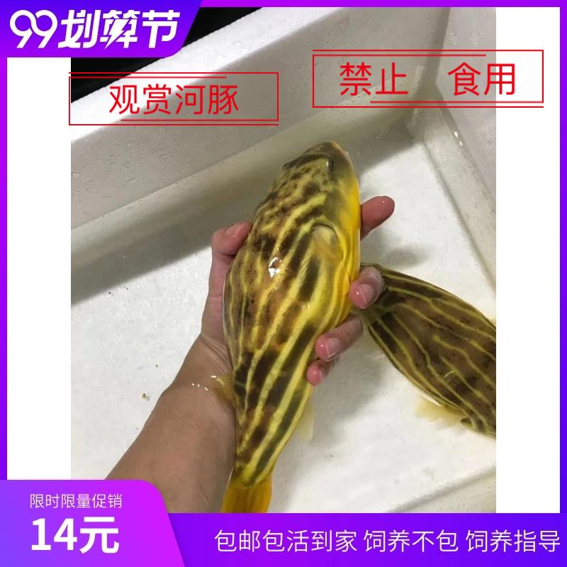 斑马狗头鱼皇冠毛毛狗头鱼河豚木瓜狗头河豚鱼凶猛热带淡水观赏鱼