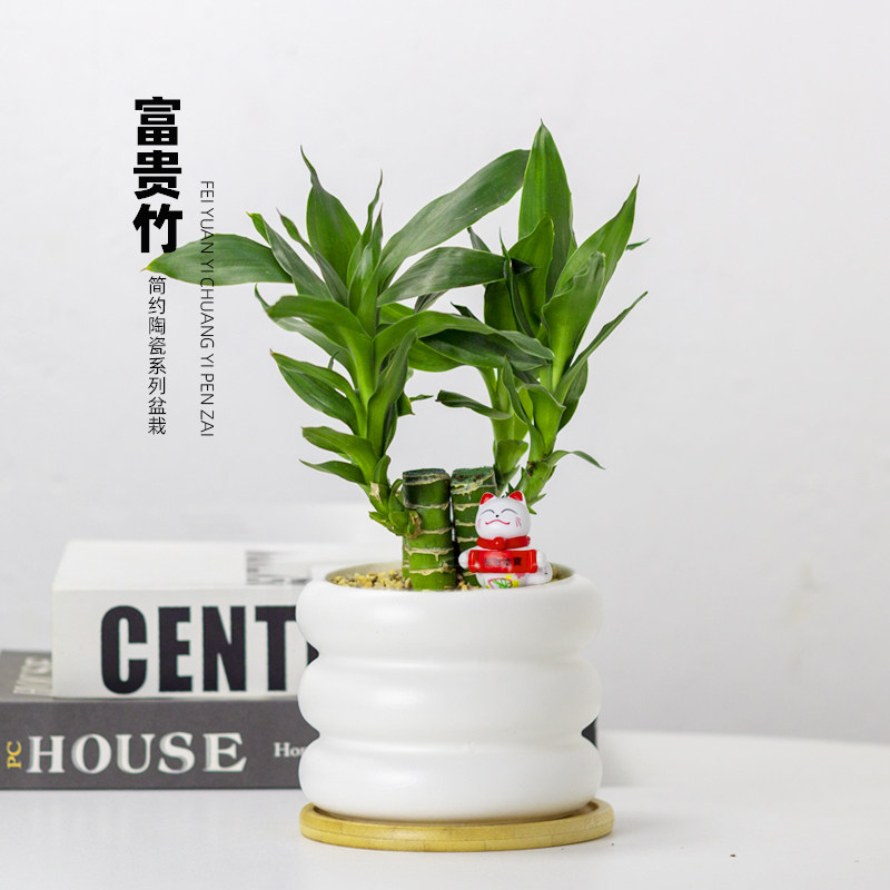 富贵竹桌面绿植室内植物节节高带根好养步步高花卉文昌竹客厅盆栽