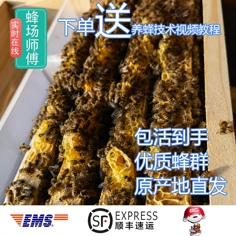蜜蜂蜂群带王带子脾蜂箱活体阿坝开产王笼蜂土蜂中蜂蜂群出售包邮