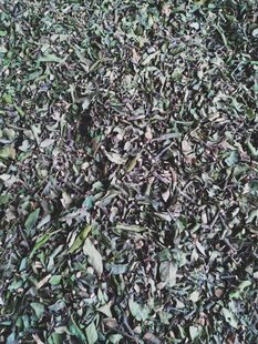 山区农村正宗原生态松树寄生草野生寄生茶老树现採带松枝新鲜包邮