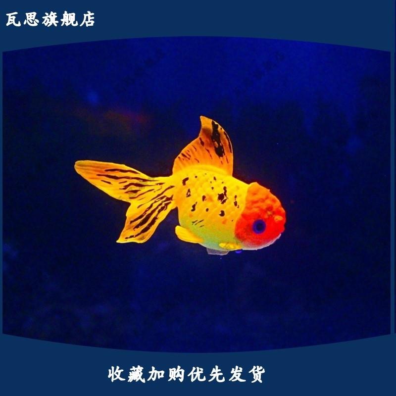 夜光假鱼可漂浮仿真会游荧光鱼缸造景小金鱼软胶彩色装饰品水族箱