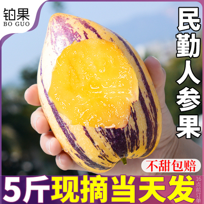 树上熟 5斤甘肃民勤人参果黄肉人生果新鲜整箱人心果长果现摘
