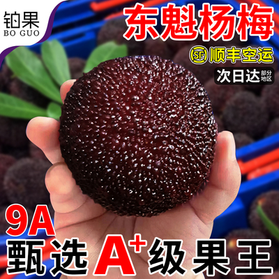 顺丰空运正宗东魁杨梅鲜果福建应当季特大新鲜现摘现发颗粒装包邮