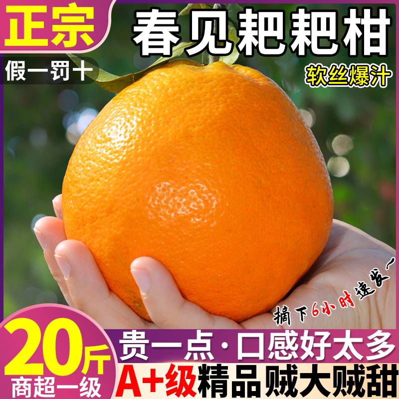 正宗大果四川春见耙耙柑20斤新鲜水果当季整箱丑八怪桔子粑粑柑橘
