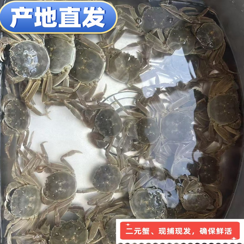 鲜活全母蟹小蟹香辣醉蟹