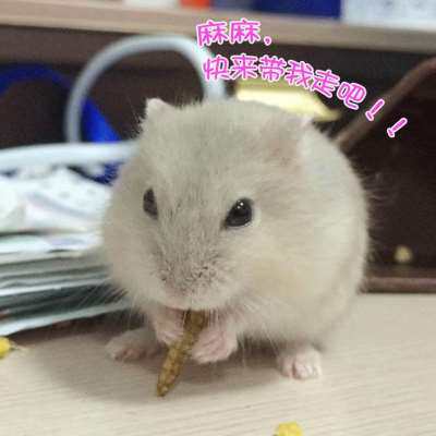 小仓鼠活物送笼子打过疫苗包活到家可爱一只一对仓鼠宠物宝宝三线