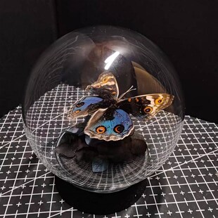 翠蓝眼蛱蝶真蝴蝶艺术标本玻璃罩摆件小众手工生日收藏礼物真蝴蝶