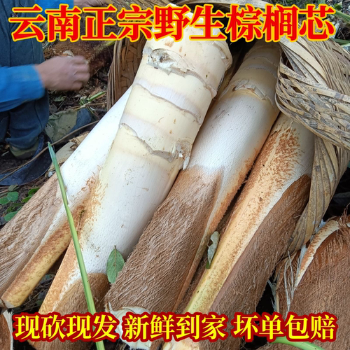 云南特产棕榈树嫩心带皮新鲜甜棕树心野棕树尖棕榈芯棕树头棕榈心