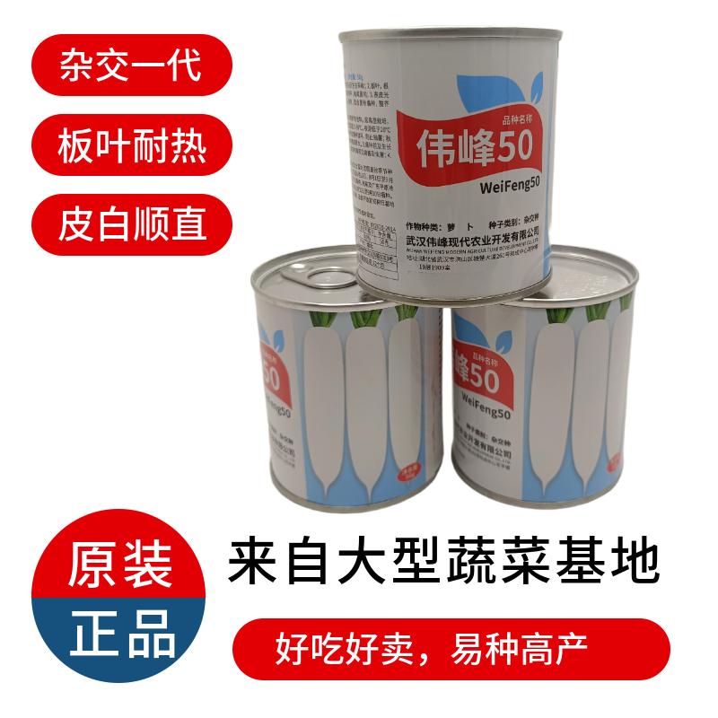 基地夏秋专用50天早熟耐热板叶白萝卜种籽捷夏美50 南方可种