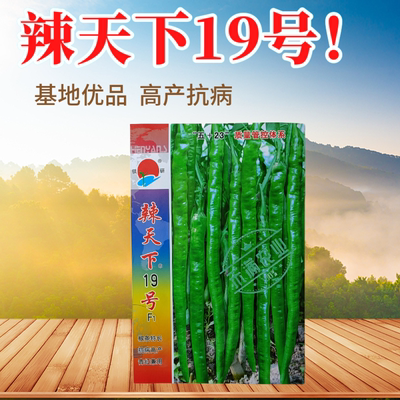 辣天下19号辣椒线椒种子高产早熟青辣椒微辣种籽辣椒超长种子大全