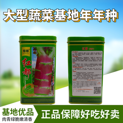 红都红莴笋种子红皮香莴笋种子耐热耐寒香莴苣种籽抗高温基地高端
