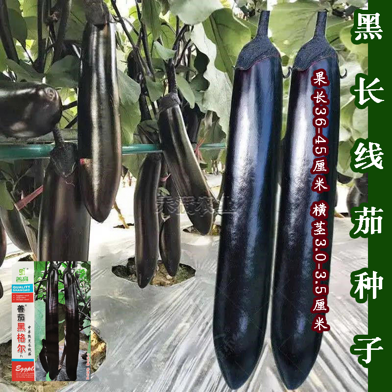 早熟超长线茄种子高产善茄黑格尔茄子籽四季蔬菜种孑烧烤茄菜种子