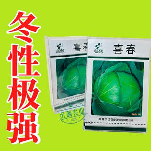 中江种业喜春甘蓝种子秋播春收耐寒越冬杂交高扁圆包心菜卷心菜种