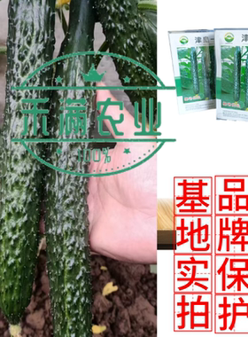 春季高端强雌黄瓜种子油亮黄瓜早熟黄瓜种籽高产早春越冬蔬菜种孑