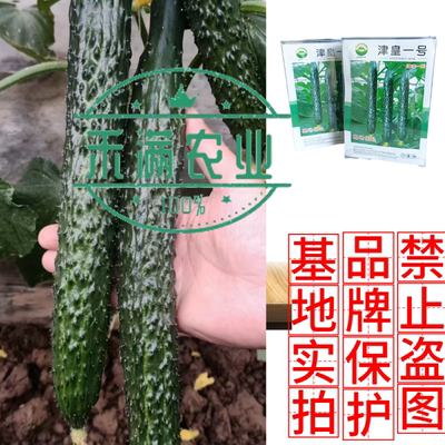 春季高端强雌黄瓜种子油亮黄瓜早熟黄瓜种籽高产早春越冬蔬菜种孑