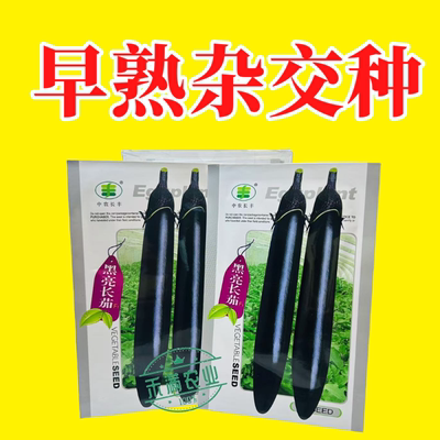 黑亮长茄种籽早熟茄子种子中农长丰茄子种孑亩产万斤四季蔬菜种子