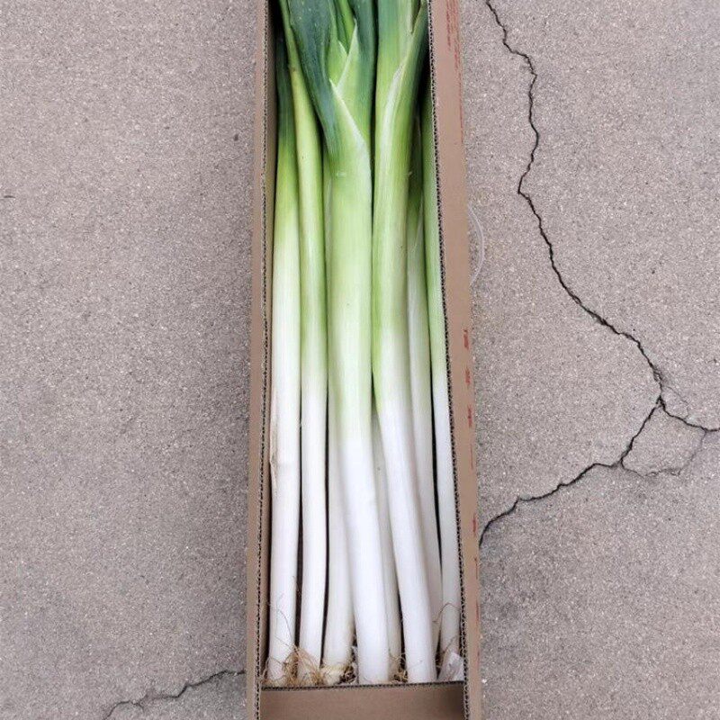 章丘大葱丨辣味稍淡微清甜 脆嫩可口 葱白很大 非常脆易断裂 顺丰
