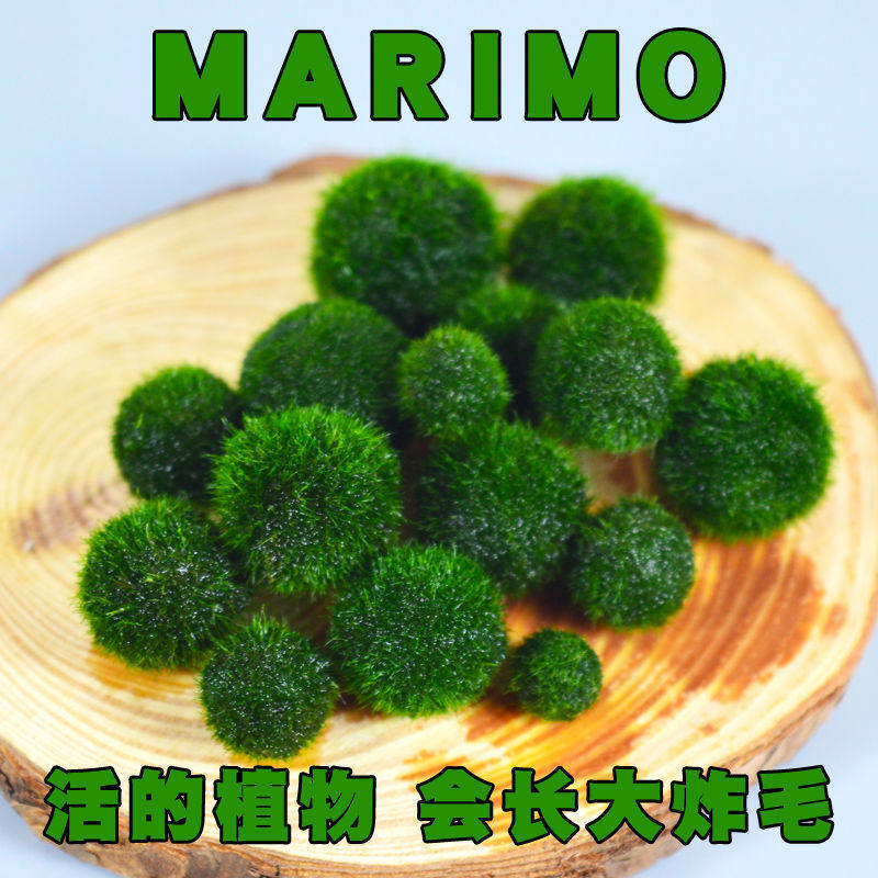马里莫海藻球幸福生态瓶盆栽创意桌面鱼缸植物微景观缸藻水草绿球