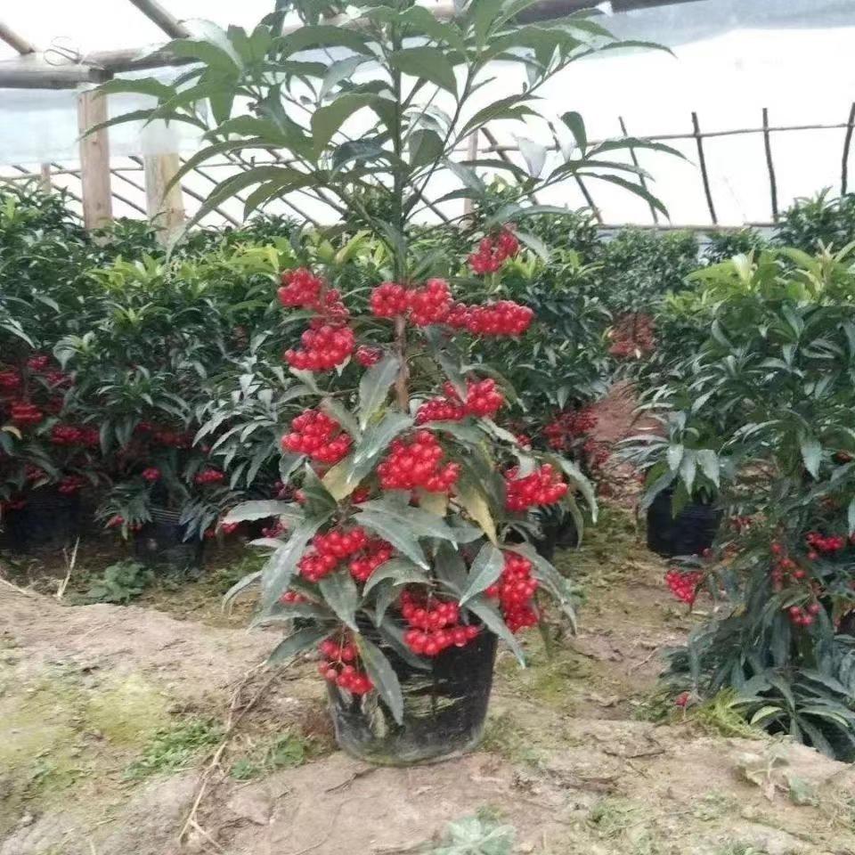 富贵籽盆栽黄金万两植物带果子红果客厅招财室内好养懒人花卉绿植