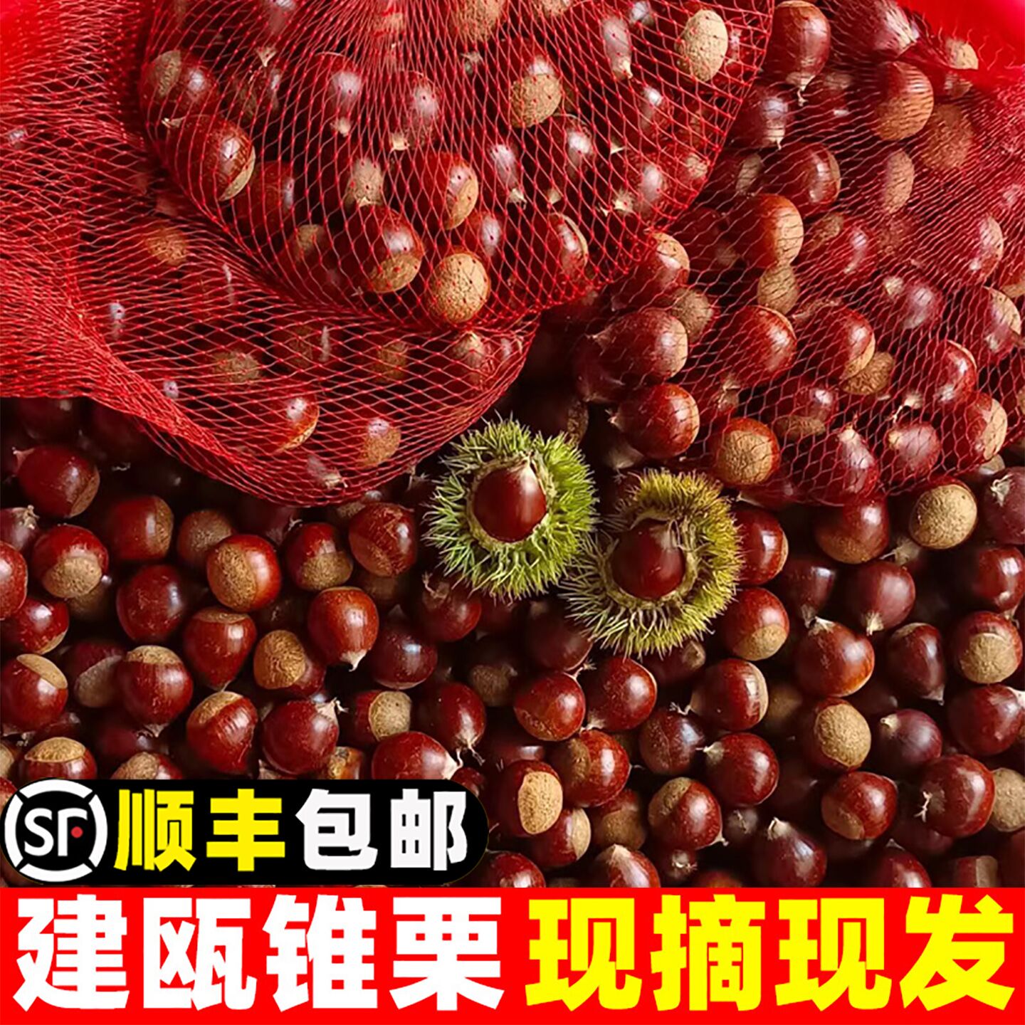 建瓯锥栗5斤板栗新鲜生栗子野生圆栗毛栗子尖栗油栗农家自种现摘