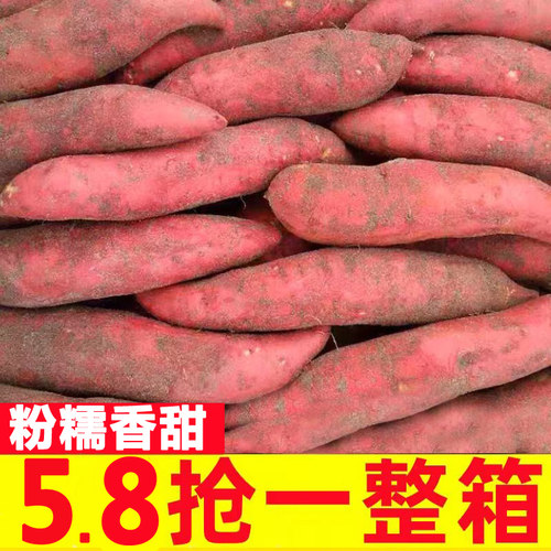 粉糯香甜丨现挖沙地红薯糖心蜜薯