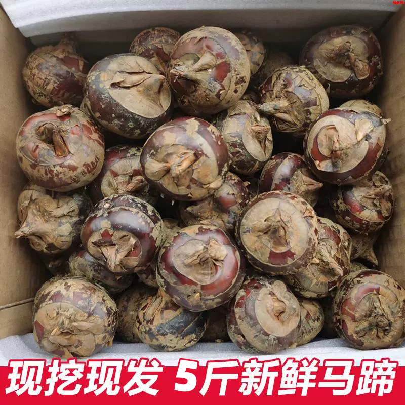 马蹄荸荠新鲜应当季5斤现挖马蹄农家脆甜地栗梨饽荠水果蔬菜批发