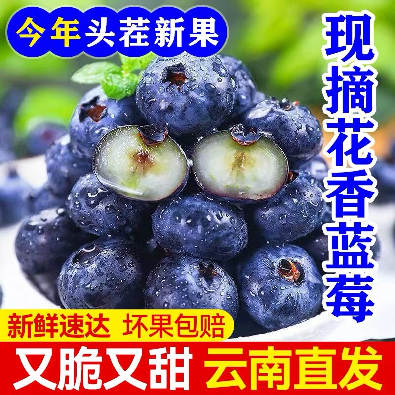 云南蓝莓新鲜水果当季蓝梅农家鲜果现摘L25花香高山孕妇整箱包邮