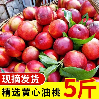2026年黄心油桃应季水果软硬两吃多汁软桃孕妇时令当季桃子甜蜜桃