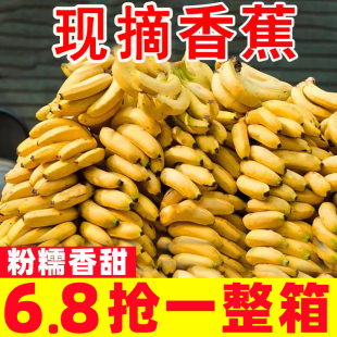 正宗高山甜香蕉10斤新鲜广西水果自然熟banana芭蕉大香蕉当季 整箱