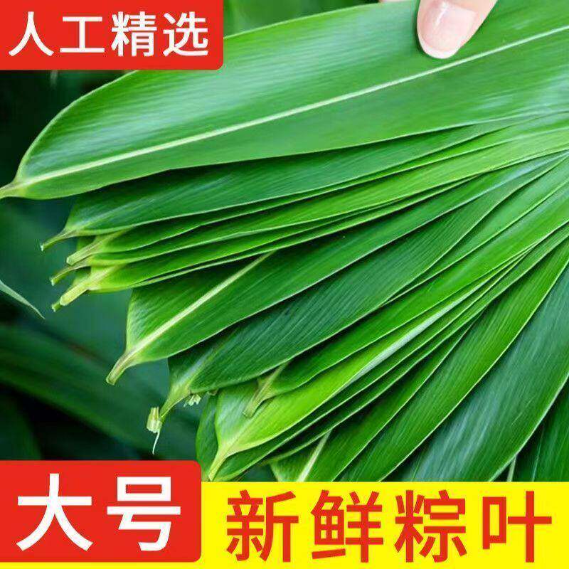 粽子叶新鲜粽叶干粽叶