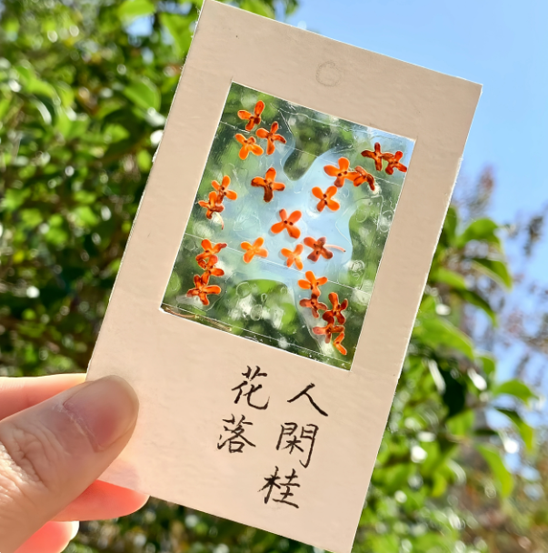 收集秋天桂花书签标本diy干花手工材料包透明植物树叶标本塑封