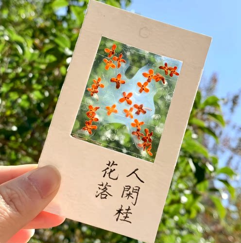 收集秋天桂花书签标本diy干花手工材料包透明植物树叶标本塑封