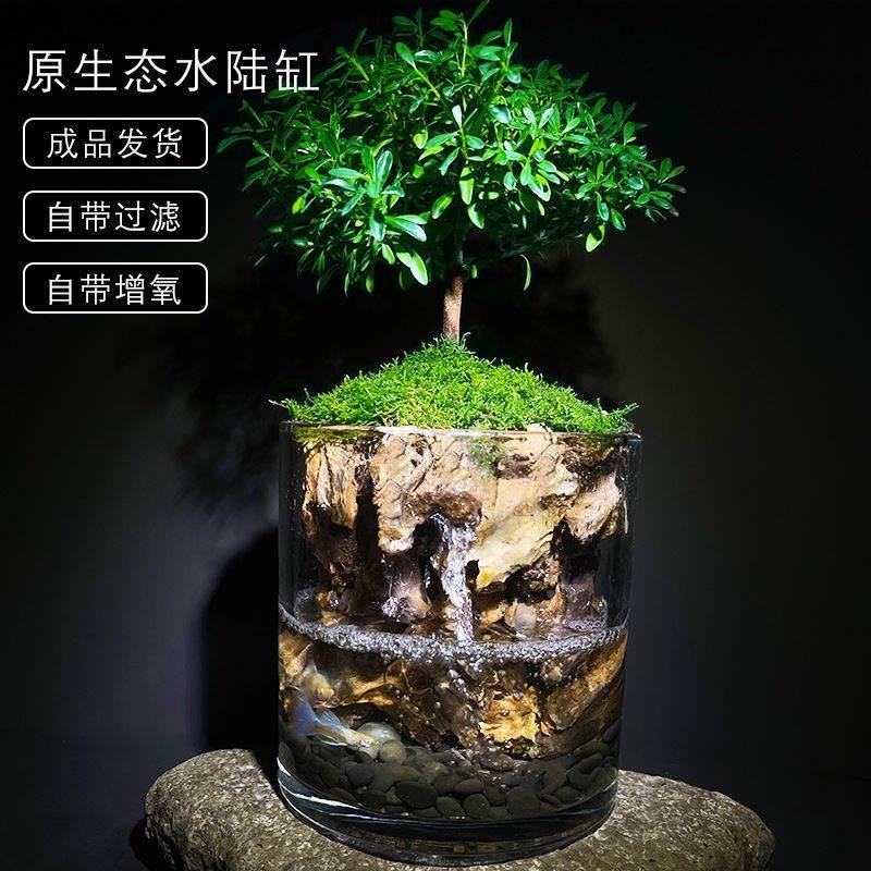 生态瓶自循环生命之树桌面微景观小生态瓶植物造景桌面迷你摆件。