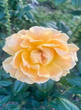 康耐视CAM-CIC-5000-20-GC