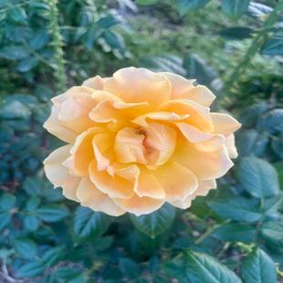 5000 CIC 康耐视CAM