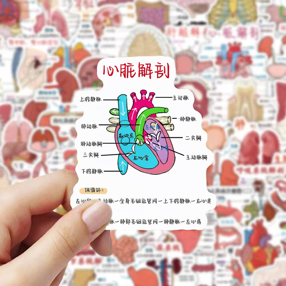 医学生手绘人体结构知识贴纸