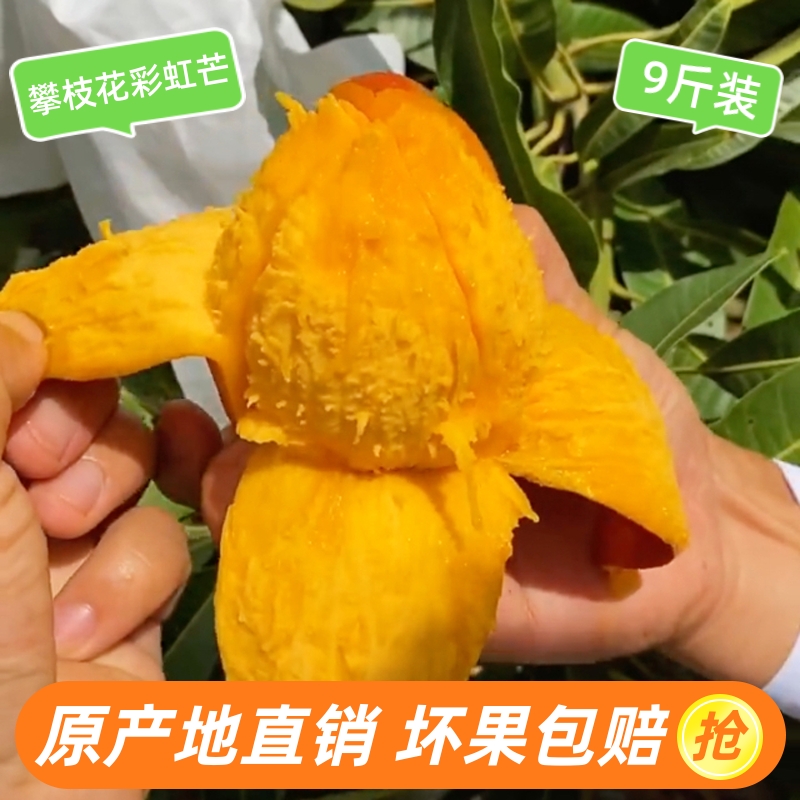 现摘新鲜新鲜水果攀枝花彩虹芒