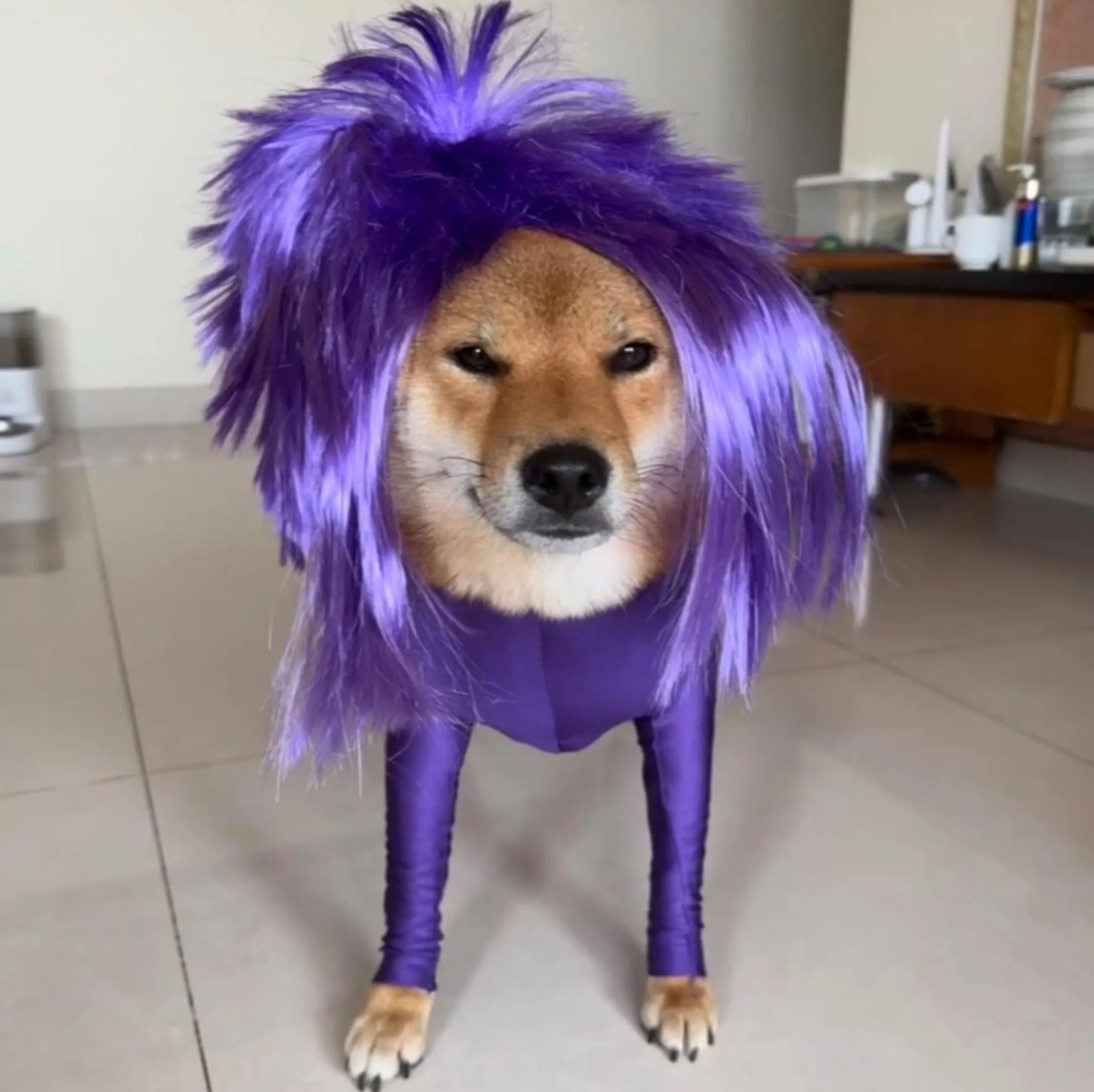 杀马特抽象狗衣服搞笑宠物变装秀狗宠物服装/雨衣