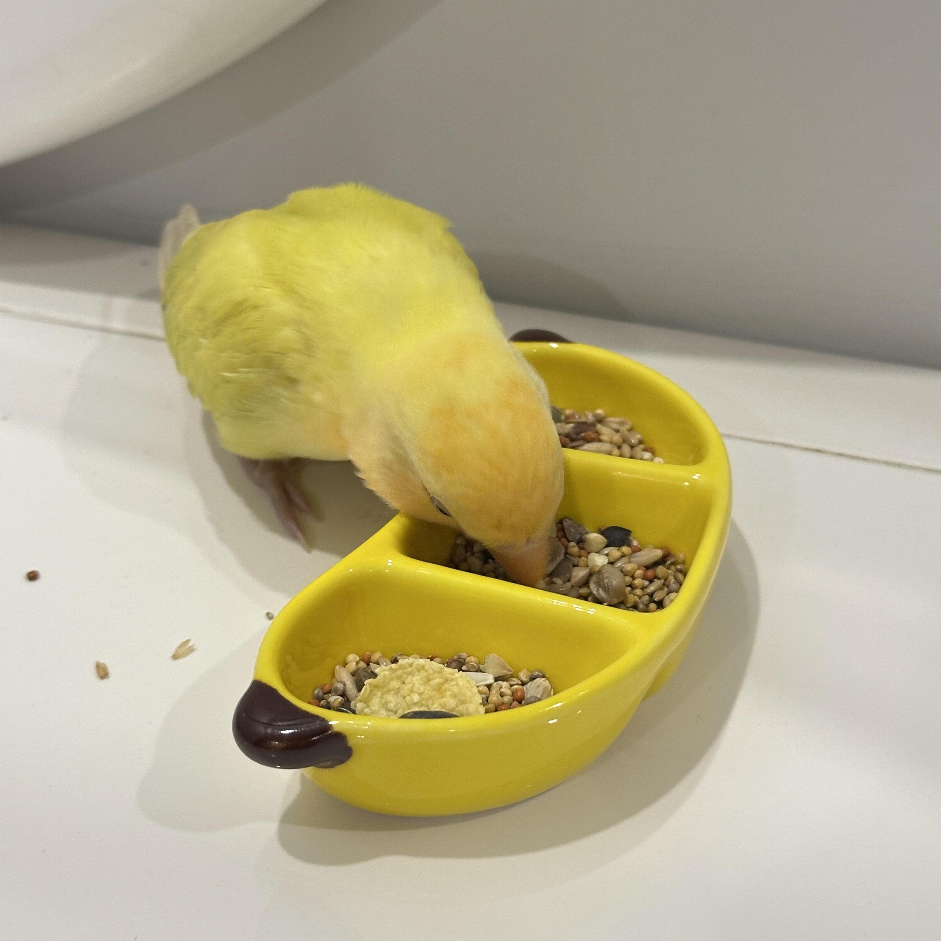 【小鸟的高颜值餐盘】