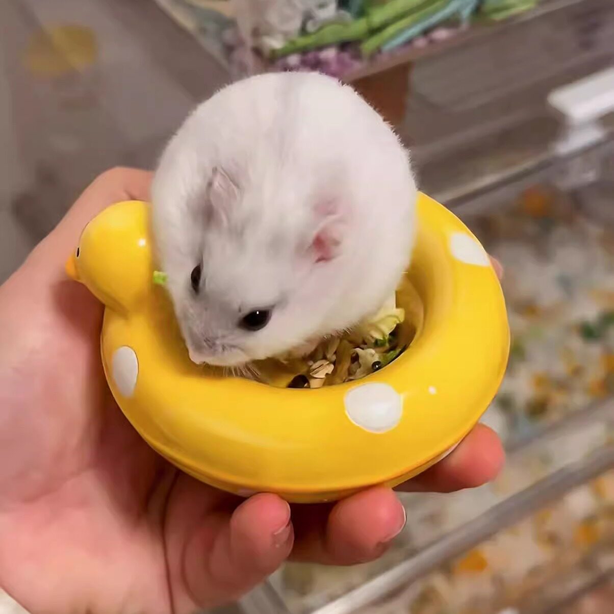 【鸭鸭游泳圈仓鼠食盆】