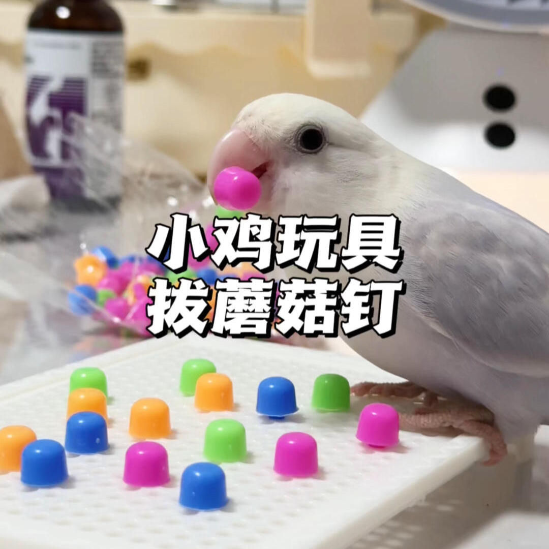 蘑菇钉鹦鹉玩具多彩防抑郁鸟类益智玩具趣味小鸡啃咬拔钉解闷道具