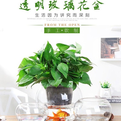玻璃花瓶透明水培风信子绿萝花盆