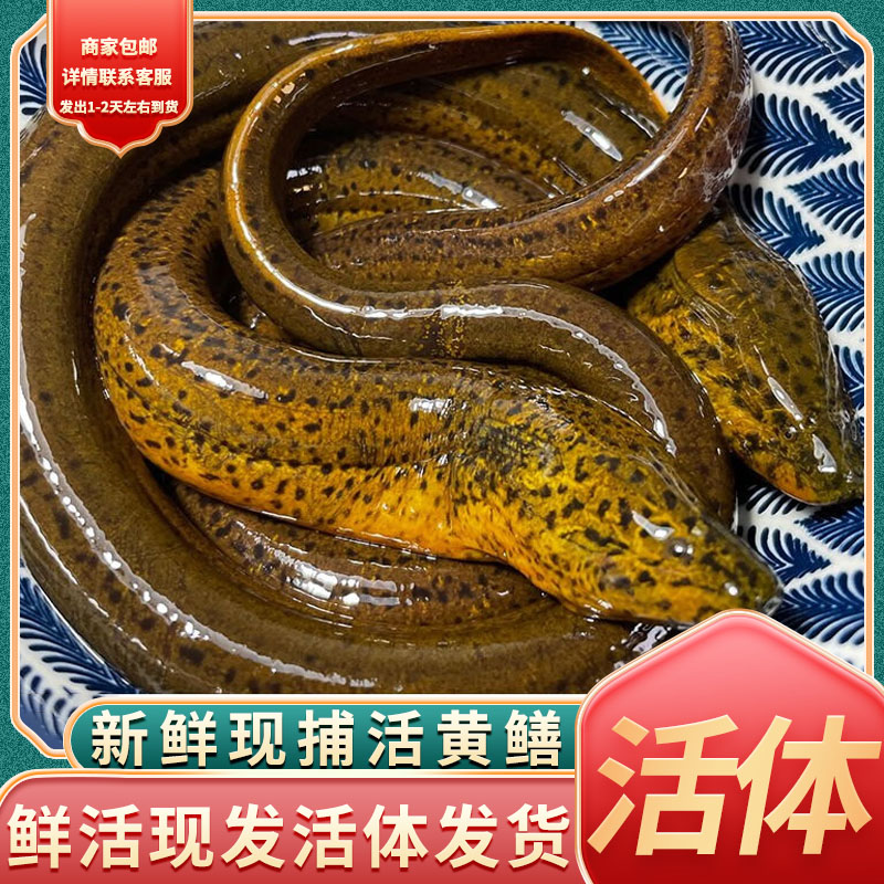 鲜活水产皇波纳特黄鳝