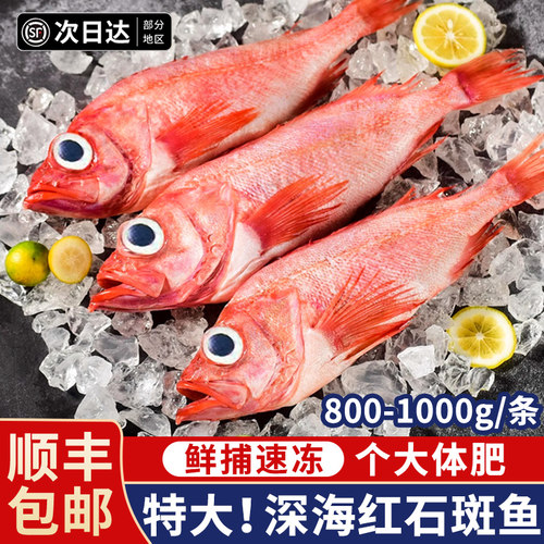 超大深海红石斑鱼鲜活冷冻