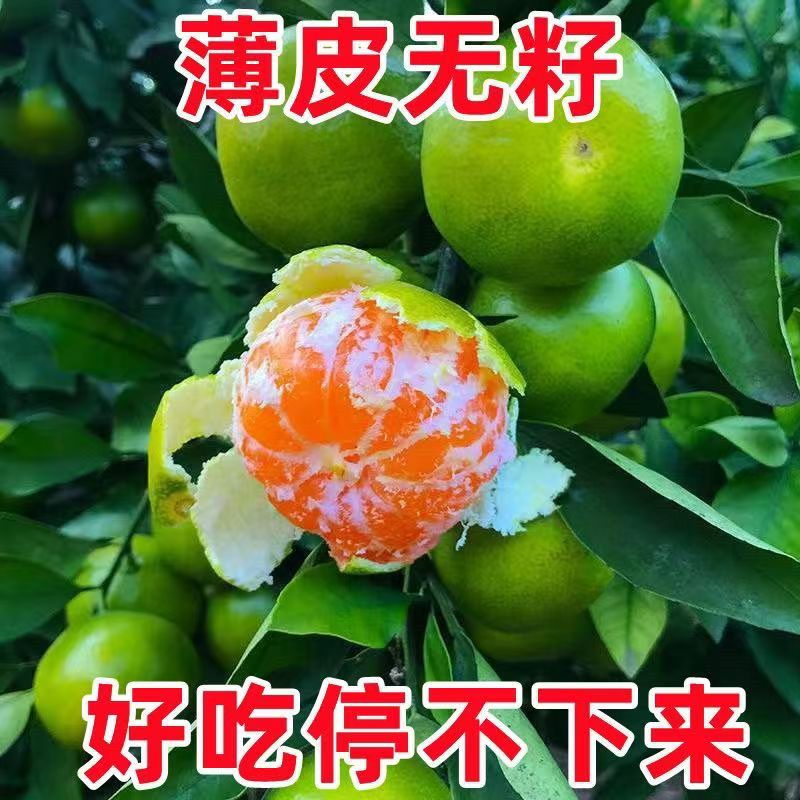 浙江蜜桔8甜2酸橘子蜜橘新鲜当季青皮酸桔子孕妇水果柑橘