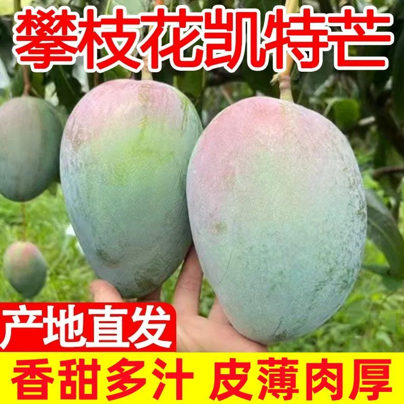 四川攀枝花凯特芒果新鲜应季水果芒果整箱包邮特大青忙果当季