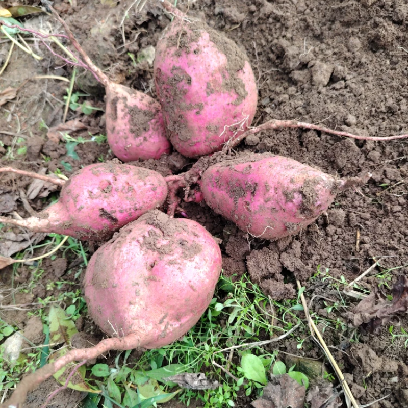 临海红薯山芋助农地瓜红皮黄心红薯新鲜干瓤粉圆红苕板栗番薯5斤