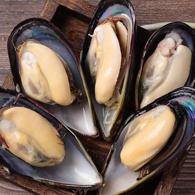 新鲜青口贝鲜活淡菜5斤顺丰发货海虹海鲜水产鲜活