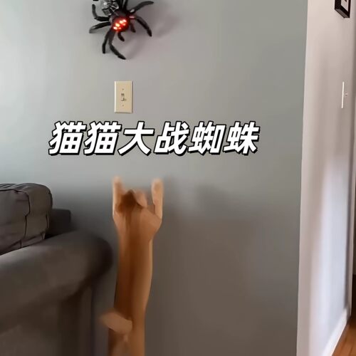 电动遥控蜘蛛爬墙逗猫猫玩具